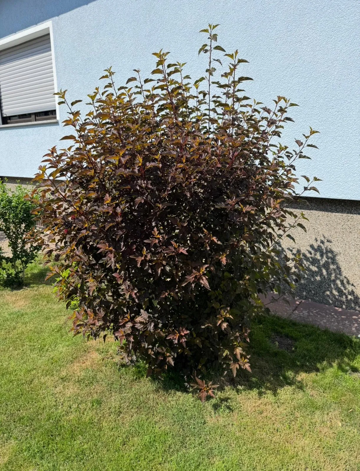 Vorher Baumschnitt