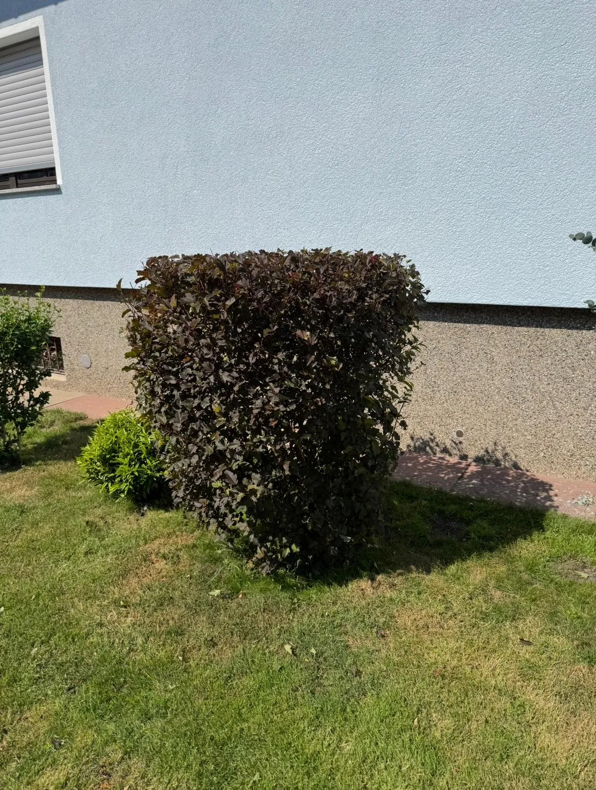 Nachher Baumschnitt