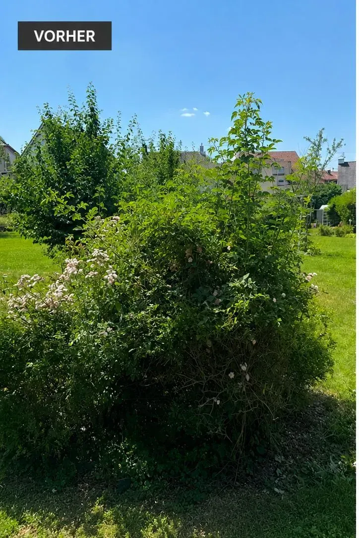 Vorher Buschpflege
