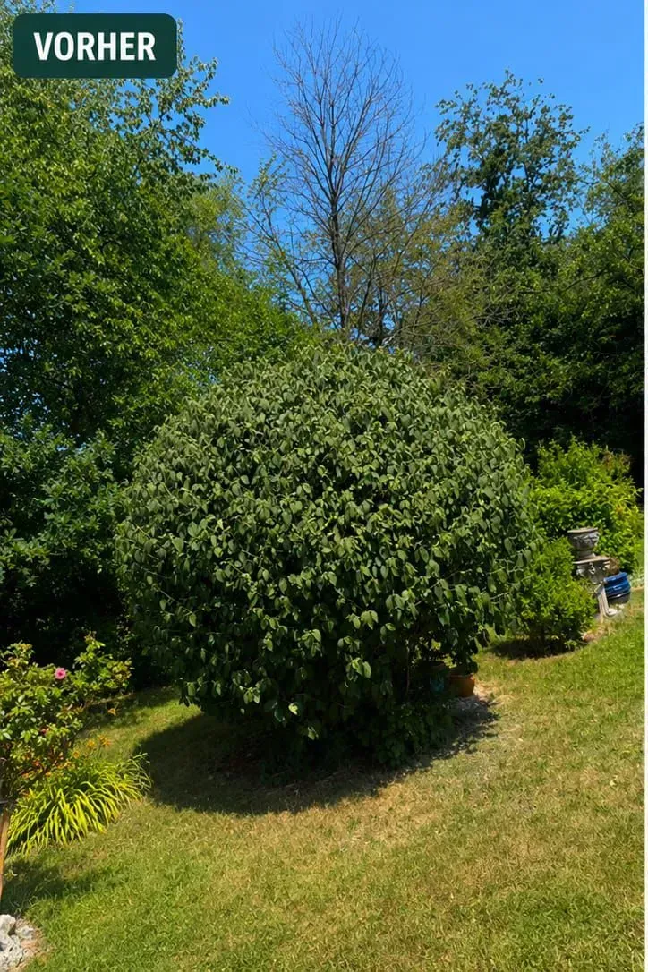 Vorher Busch Rundschnitt